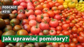 218. Pomidory. Od siewu do zbioru. Jak uprawiać pomidory. Podcast