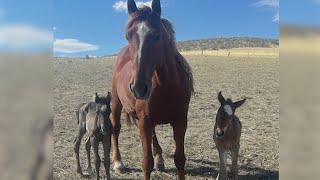 Rare twin colts born unexpectedly at Colorado horse rescue