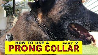 How to Use a PRONG COLLAR - part 2 - Balanced Dog Training - Robert Cabral