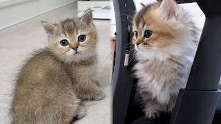 This is the last video of kittens Maro and Lilo.