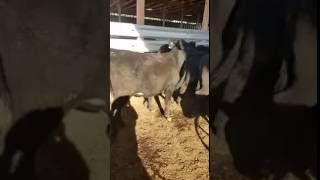 Allen Mumaw In Barn