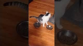#catsofyoutube Stefanie, Nancy, Stevie and LeeLee