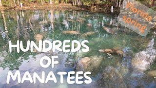 Hundreds of manatees in Florida spring on Crystal River