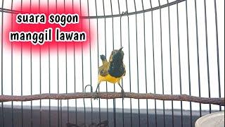 SUARA SOGON MANGGIL LAWAN AMPUH UNTUK RANGSANGAN SOGON AGAR BUNYI#sogon #pancingansogon #cuitansogon