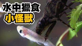 上岸走路的魚？背著卵游泳的昆蟲好爸爸～臺灣濕地 水棲奇特生物大公開！