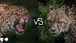 LEOPARD vs CHEETAH - who would win ?