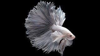 10 Most Beautiful Fishes on Planet Earth