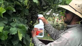 Civano Nursery grapes with Eric