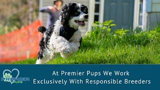 At Premier Pups We Work Exclusively With Responsible Breeders