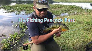 Komplot Fly Fishing Peacock Bass