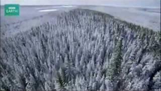 The Taiga Forest