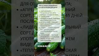 Топ 5 самых урожайных сортов огурцов для дачи