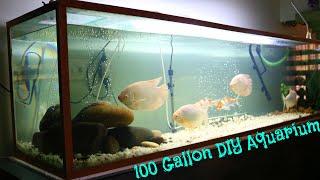 100 Gallon DIY Aquarium (update 3) with Giant Gourami , Piranha , Koi Carp , Pleco