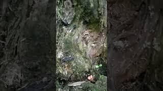 Кареглазый Йети пытается взять из гнезда яйца на завтрак.