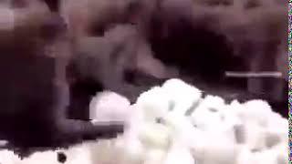 Random monkey event in progress