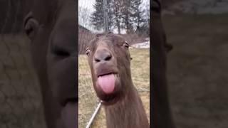 ŚMIESZNE ZWIERZĘTA l funny goat 