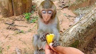 Alba Like Make Sympathy Face After She Get Food From Me | alba Look Very Lovely Baby Monkey