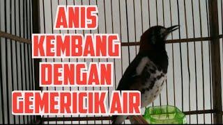 BURUNG ANIS KEMBANG PASTI IKUTAN BUNYI SAAT MENDENGAR SUARA VIDEO INI