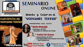 MANTO Y COLOR EN EL YORKSHIRE TERRIER | SEMINARIOS ONLINE | CEYT | #CHEVEREDOGS