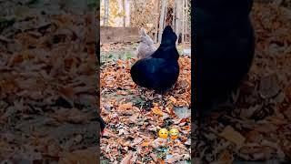  #chickenfarming #chicken #farm #shortvideo