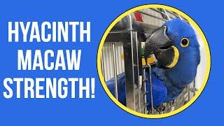 Hyacinth Macaw Challenges: They're so strong!