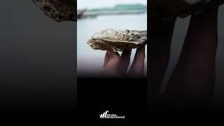 Discover Why Connecticut is the 'Napa Valley of Oysters'