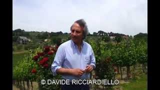 Intervista al Professor Luigi Moio dell'azienda vinicola Quintodecimo