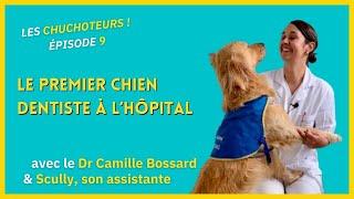 A Brest, Scully est le premier chien dentiste de France