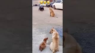 Funny dog dance #dog #reel #dogs #funny