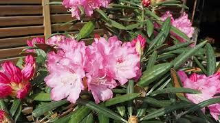 【Bonsai】Rhododendron bloomed again this year