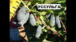 Кусочек лета 2020. Жимолость Уссульга.