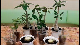 Adenium - pruning, transplantation, treatment from mealybugs