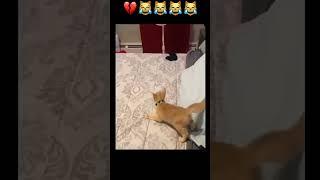 Funniest Cat Videos Ever! 