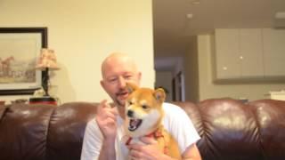 Shiba Inu Breaking your Puppy From Biteing This will work for sure !!!!! Works with other breeds