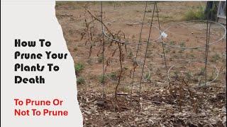 How To Prune Your Plants To Death