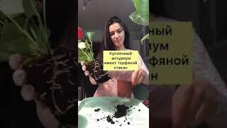 САЖАЮ НОВЫЙ АНТУРИУМ ИЗ МАГАЗИНА!!!МУЖСКОЕ СЧАСТЬЕ