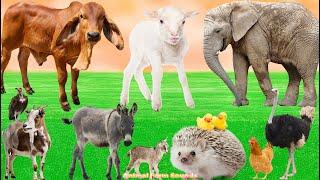 Farm Animal World: Elephant, Donkey, Sheep, Goat, Ostrich, Hen, Hedgehog, Cow - Animal Sounds