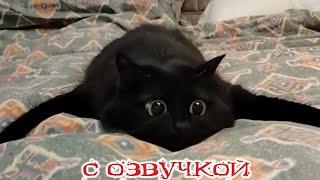 Funny Animal Videos 2024 - Funniest Dogs and Cats Videos #310