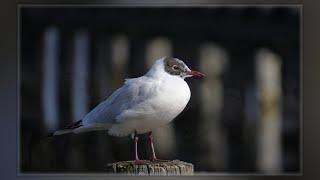 29.02.2024 Fototag am Ammersee ... mit üblen Ende