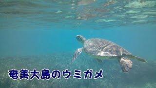 奄美大島　シュノーケリング（ウミガメ・熱帯魚ほか）・大島紬体験・あやまる岬ほか