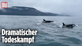 ALASKA: Drohne filmt brutale Orca-Jagd