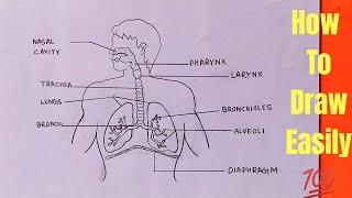 How to draw human respiratory system in easy way step by step