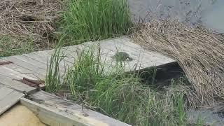 Terrapin Uses Turtle Ramp! 4/2/24 Turtlesinger Blog, https://turtlesinger.org/turtlesinger-blog.html