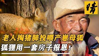 內蒙老人雪天偶遇母狐產崽，掏4斤豬肺相助，狐貍用一套房子報恩 #萌寵 #寵物 #動物 #救助狐貍 #獨寵毛孩