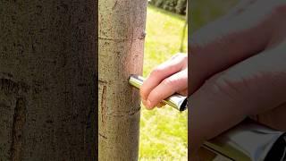 A secret technique for perfect grafting 