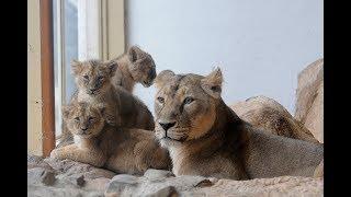 Drie zeldzame leeuwenwelpjes te bewonderen in Diergaarde Blijdorp Rotterdam