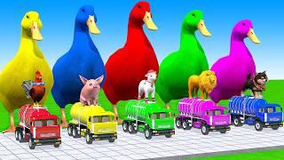 5 Giant Duck Cartoon, Cow, Mammoth, Elephant, Tiger, Paint Wild Animals Crossing Fountain Animation