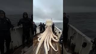 Giant Sea Monsters Caught by Fishermen!  #shorts #fyp