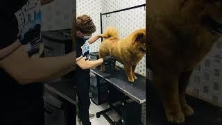 Cómo  peluquear un chow chow