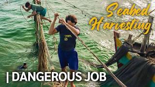 The Most Dangerous Job at Sea! No Safety Gear, No Protective Wear !